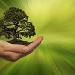 Businessman holding a tree in an act of sustainability.