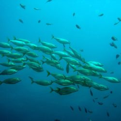 Fish swimming in water