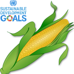 Sustainable development goals logo and a cob of corn